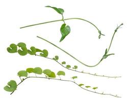 vine plants set  isolate on white background, clipping path photo