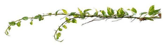 Plant tropical foliage vine, Ivy green hang isolated on white background, clipping path photo