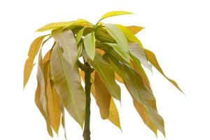 mango leaves on white background. clipping path photo