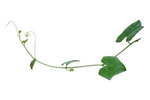 vine plants isolated on white background. clipping path photo