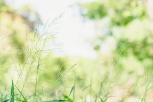 meadow flowers on morning dew under sunlight photo