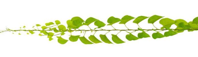 green leaves, vine plant climbing on white background, clipping path. photo