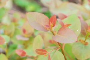 Eucalyptus leaves. branch eucalyptus tree nature background photo