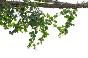 vine plants isolated on white background. clipping path photo