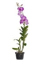 orchid isolated on white background. Clipping path photo