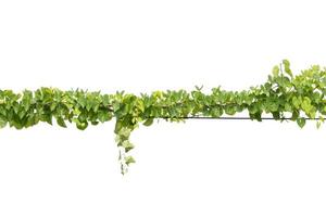 Plants ivy. Vines on poles on white background photo