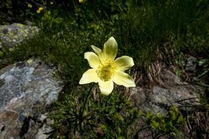 2022 06 11 Lagorai Anemone alpina 2 photo