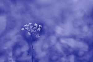 color de 2022, muy peri. el fondo con flores de pradera en escarcha sobre el fondo de un enfoque borroso está pintado en un moderno color púrpura. el concepto de colores de moda. foto