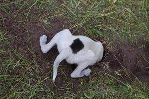 perro blanco con una mancha negra cava un agujero en el suelo. Comportamiento natural de una mascota con instintos depredadores. foto