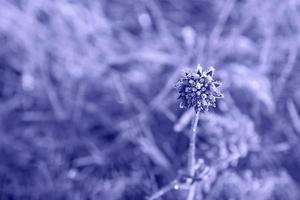 Very peri. The background with meadow flower in hoarfrost  on the background of blurred focus is painted in a trendy purple color. The concept of trendy colors.