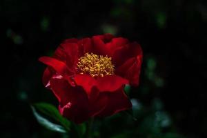 dark red peony America closeup blooming plant on black background,  banner or texture for design, art design concept, natural background concept,  with copy spase. photo