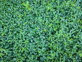 Green leaves background. Plant wall background. photo