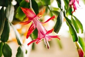 hermosa primavera schlumbergera flor de cerca. capullo rosa de zygocactus. plantas caseras y jardinería. foto