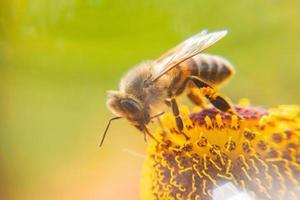 abeja melífera cubierta con néctar de bebida de polen amarillo, flor polinizadora. primavera floral natural inspiradora o fondo de jardín floreciente de verano. vida de los insectos, enfoque selectivo de primer plano macro extremo foto