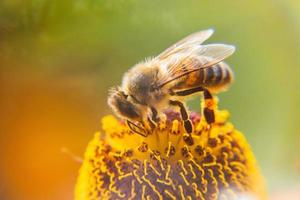 abeja melífera cubierta con néctar de bebida de polen amarillo, flor polinizadora. primavera floral natural inspiradora o fondo de jardín floreciente de verano. vida de los insectos, enfoque selectivo de primer plano macro extremo foto