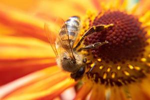 abeja melífera cubierta con néctar de bebida de polen amarillo, flor polinizadora. primavera floral natural inspiradora o fondo de jardín floreciente de verano. vida de los insectos, enfoque selectivo de primer plano macro extremo foto