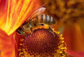 abeja melífera cubierta con néctar de bebida de polen amarillo, flor polinizadora. primavera floral natural inspiradora o fondo de jardín floreciente de verano. vida de los insectos, enfoque selectivo de primer plano macro extremo foto