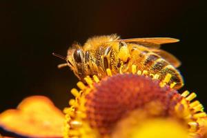 abeja melífera cubierta con néctar de bebida de polen amarillo, flor polinizadora. primavera floral natural inspiradora o fondo de jardín floreciente de verano. vida de los insectos, enfoque selectivo de primer plano macro extremo foto