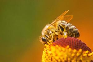 abeja melífera cubierta con néctar de bebida de polen amarillo, flor polinizadora. primavera floral natural inspiradora o fondo de jardín floreciente de verano. vida de los insectos, enfoque selectivo de primer plano macro extremo foto