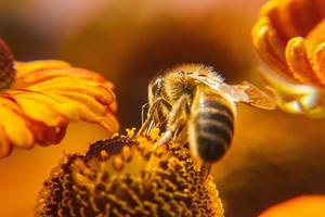 abeja melífera cubierta con néctar de bebida de polen amarillo, flor polinizadora. primavera floral natural inspiradora o fondo de jardín floreciente de verano. vida de los insectos, enfoque selectivo de primer plano macro extremo foto