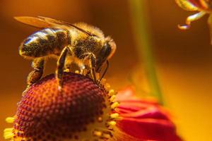 abeja melífera cubierta con néctar de bebida de polen amarillo, flor polinizadora. primavera floral natural inspiradora o fondo de jardín floreciente de verano. vida de los insectos, enfoque selectivo de primer plano macro extremo foto