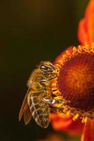 abeja melífera cubierta con néctar de bebida de polen amarillo, flor polinizadora. primavera floral natural inspiradora o fondo de jardín floreciente de verano. vida de los insectos, enfoque selectivo de primer plano macro extremo foto