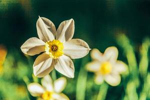 Blooming Narcissus daffodils in bed. Inspirational natural floral spring or summer blooming garden or park background photo