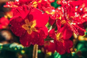 Primrose with red flowers. Inspirational natural floral spring or summer blooming garden or park background photo