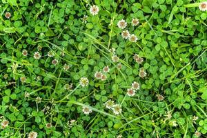 Meadow with white clover flowers. Dutch clover on lawn in spring or summer garden. Lawn carpet with white clover and green grass. Natural floral background. Blooming ecology nature landscape. photo