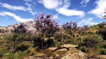 Rich natural forest area, streams, sky, mountains and various plants 3D rendering photo