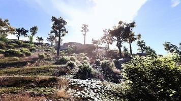 Rich natural forest area, streams, sky, mountains and various plants 3D rendering photo