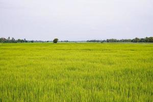 Green rice field with mountain background under cloudy sky after rain in rainy season, panoramic view rice field. photo