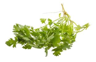 Coriander on white background photo