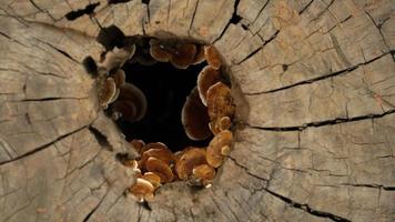 Wild mushrooms that grow on tree stumps after continuous rain. photo