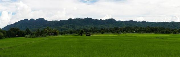 campo de arroz verde con fondo de montaña bajo un cielo nublado después de la lluvia en temporada de lluvias, vista panorámica del campo de arroz. foto