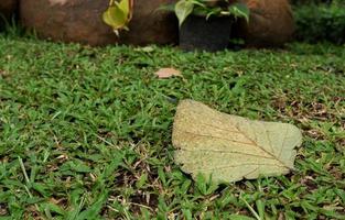 Grass flowers in the front yard look simple and beautiful. photo