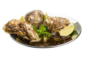 Fresh oyster on the plate and white background photo