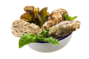 Fresh oyster in a bowl on white background photo