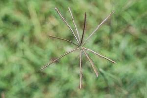 The beautiful grass flower was in the field after the heavy rain. photo