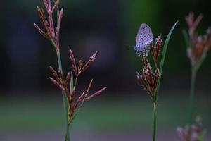 A small butterfly perched on a flower bed and was injured by a broken wing. photo