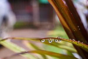 gotas de lluvia sobre hojas o hojas de césped natural con espacio de copia hermoso en el césped. foto