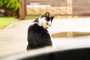 Black and white cat out on wet ground after rain. photo