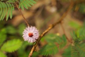 Upon touching the compound leaf of a Touch-me-not plant, the leaflets start to fold up. Top down composition. photo