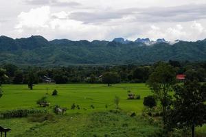 Green rice field with mountain background under cloudy sky after rain in rainy season, panoramic view rice field. photo