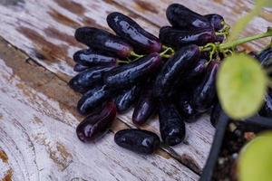 uvas de bruja, gotas de luna, uvas o zafiros dulces recogidos del jardín frescos y nuevos. es una uva sin pepitas que es dulce y deliciosa. foto