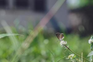 una pequeña mariposa se posó en un macizo de flores y resultó herida por un ala rota. foto