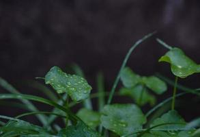 gotas de lluvia sobre hojas o hojas de césped natural con espacio de copia hermoso en el césped. foto