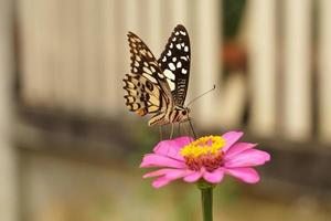 Beautiful pink chrysanthemums are blooming and their pollen attracts butterflies and insects. photo