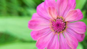 enfoque selectivo de la foto de primer plano de la flor de zinnia como fondo o papel tapiz de la naturaleza