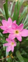 pretty street flowers in pink photo